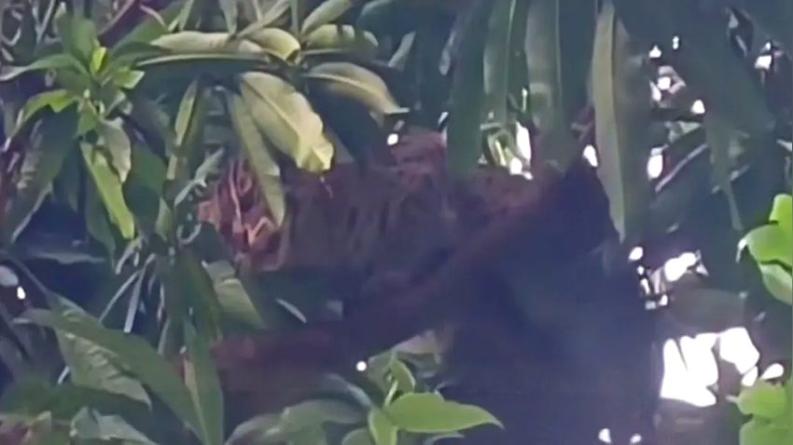 বন বিভাগের কর্মকর্তার সামনেই মেছোবাঘ পিটিয়ে হত্যা