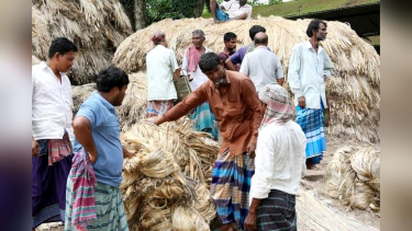 রাজশাহীর হাটে হাটে উঠছে নতুন পাট, দামে খুশি চাষিরা