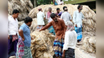 রাজশাহীর হাটে হাটে উঠছে নতুন পাট, দামে খুশি চাষিরা