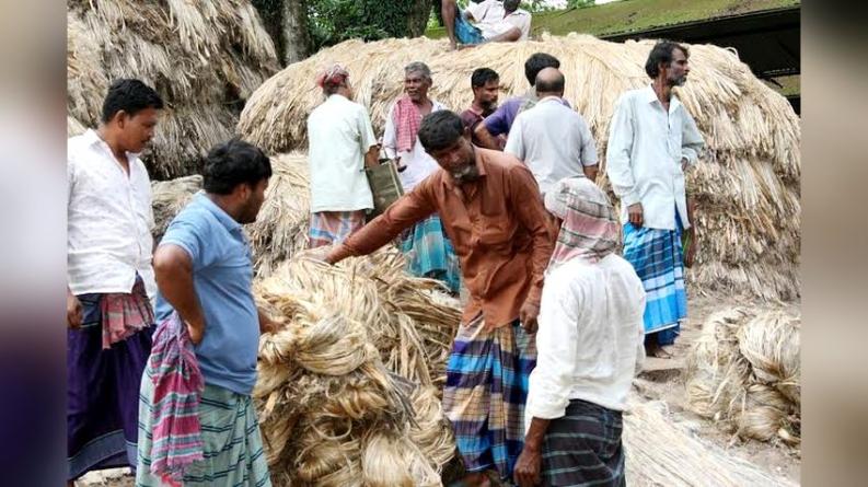 রাজশাহীর হাটে হাটে উঠছে নতুন পাট, দামে খুশি চাষিরা