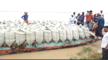 পদ্মার ভাঙন রোধে ভেড়ামারায় জিও ব্যাগ ফেলা শুরু