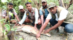 মনপুরায় লোকালয় থেকে চিত্রা হরিণ উদ্ধার