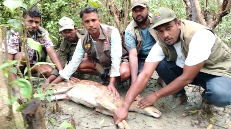 মনপুরায় লোকালয় থেকে চিত্রা হরিণ উদ্ধার