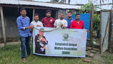 কলাপাড়ায় বসতবাড়ি থেকে পদ্ম গোখরা সাপ উদ্ধার