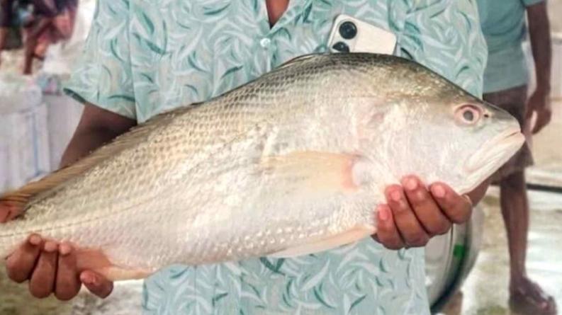 জেলের জালে ধরা বিরল প্রজাতির সামুদ্রিক ভোল পোয়া মাছ ,১১ হাজার টাকায় বিক্রি