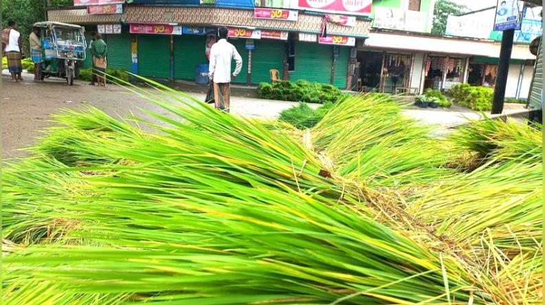 বানিয়াচংয়ে ‘জালার হাট’, ধানের চারায় জমজমাট বেচাকেনা