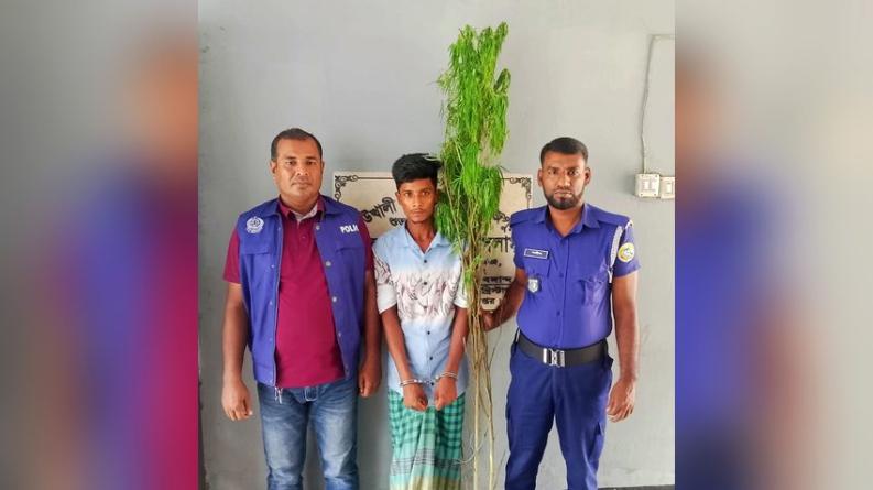 কাউখালীতে বিশেষ অভিযানে দুই গাঁজা গাছসহ মাদক ব্যবসায়ী আটক