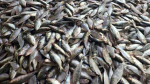 কুয়াকাটায় এক ট্রলারে ৮০ মণ ইলিশ, ২০ লাখ টাকায় বিক্রি
