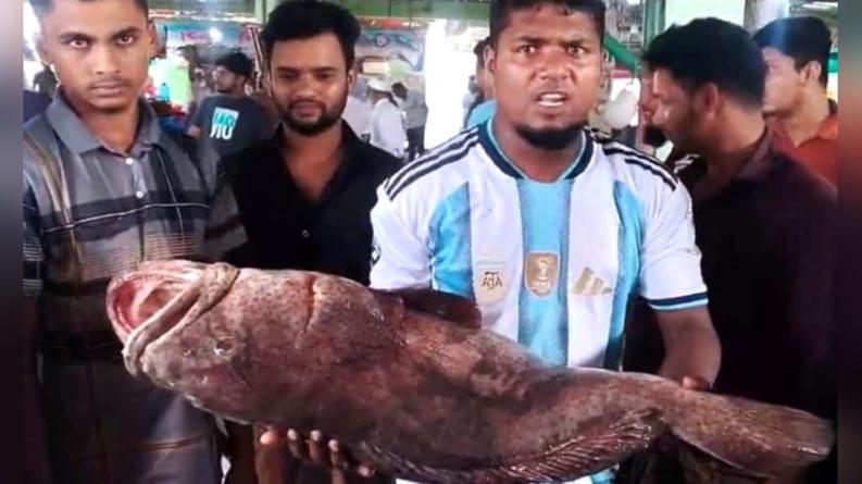 জেলের জালে ধরা পড়ল ২৬ কেজির ভোল মাছ