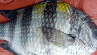 বঙ্গোপসাগরে জেলের জালে ধরা পড়ল ‘সার্জেন্ট মেজর ফিশ’