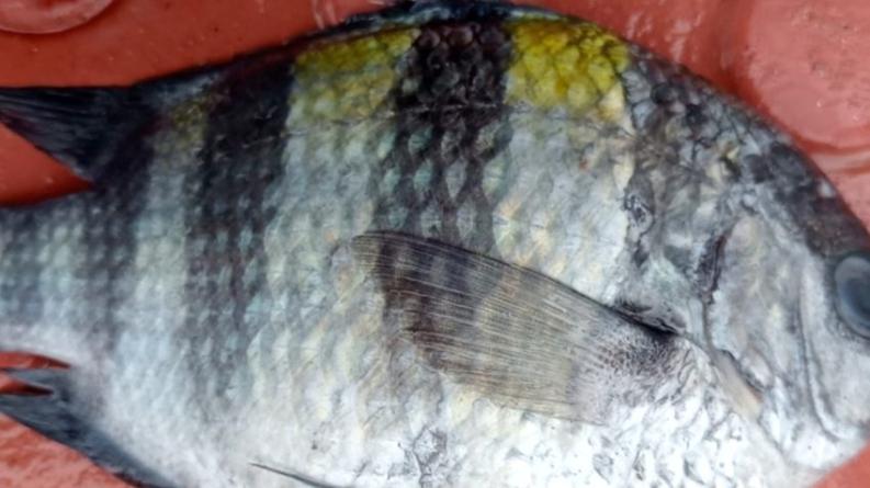 বঙ্গোপসাগরে জেলের জালে ধরা পড়ল ‘সার্জেন্ট মেজর ফিশ’