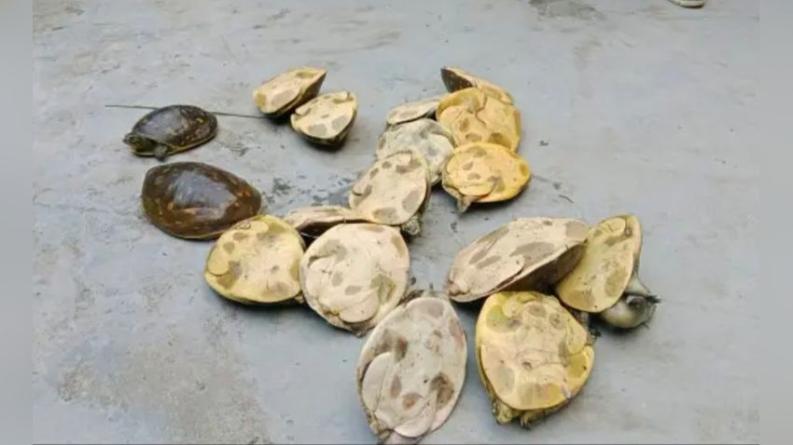 গলাচিপায় ১৭ সন্ধি কচ্ছপসহ আটক এক
