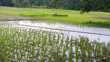 দুমকিতে শ্রমিক সংকটে আমন রোপণে ব্যাহত