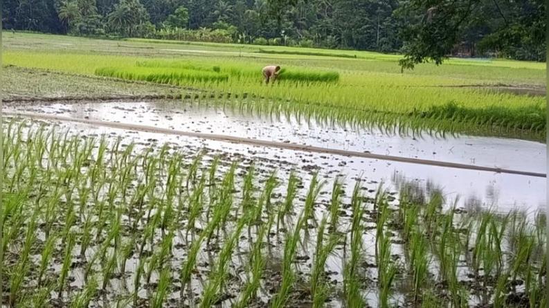 দুমকিতে শ্রমিক সংকটে আমন রোপণে ব্যাহত