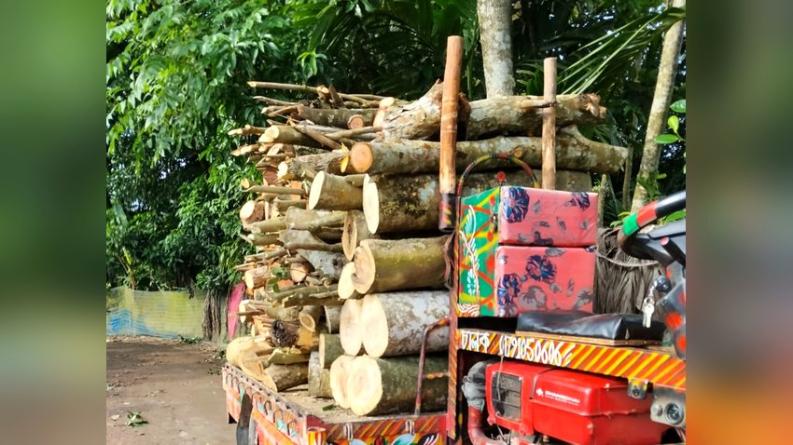 বাউফলে সরকারি  গাছ কেটে নিয়েছেন স্বেচ্ছাসেবক দল নেতা