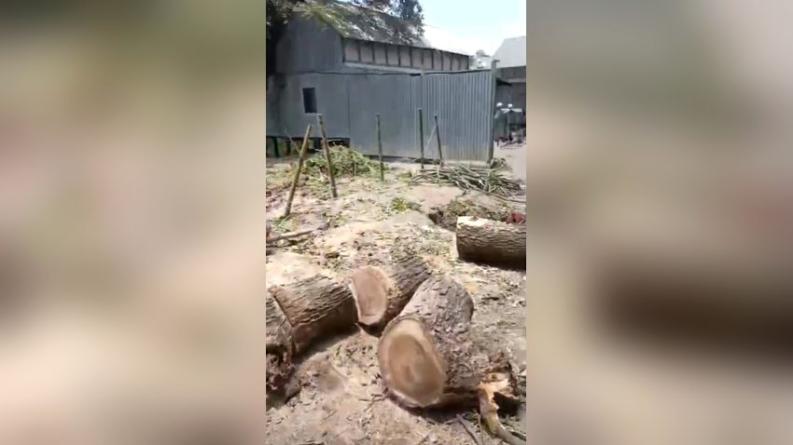 দোহারে জমি দখলের চেষ্টা গাছ কর্তন ও প্রাণনাশের হুমকি