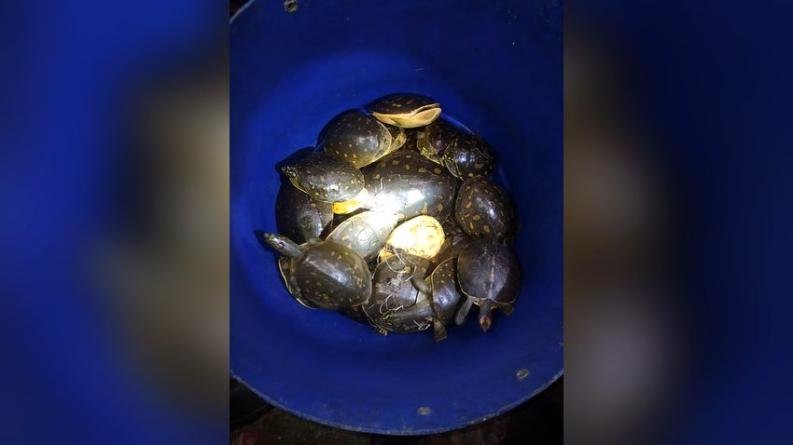 চরফ্যাসনে পাচার কালে ৩২ কচ্ছপ উদ্ধার 
