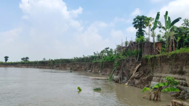 ভেড়ামারায় পদ্মার গ্রাসে বিলীন জনপদ, দিশেহারা হাজারো কৃষক