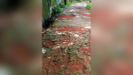 কাউখালীতে দুই ব্যস্ততম সড়ক বেহাল, চরম দুর্ভোগে হাজারো মানুষ