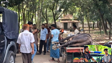 পীরগঞ্জে অসুস্থ গরু নেওয়ায় দুই কসাইয়ের সাত দিনের কারাদণ্ড