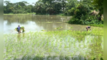 পটুয়াখালীতে আমনের আবাদে আশার আলো, লক্ষ্যমাত্রা ছাড়ানোর সম্ভাবনা