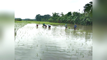 লালমোহনে অপরিকল্পিতভাবে বাড়িঘর নির্মাণের কারণে আমন আবাদে ভোগান্তি