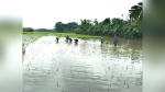 লালমোহনে অপরিকল্পিতভাবে বাড়িঘর নির্মাণের কারণে আমন আবাদে ভোগান্তি