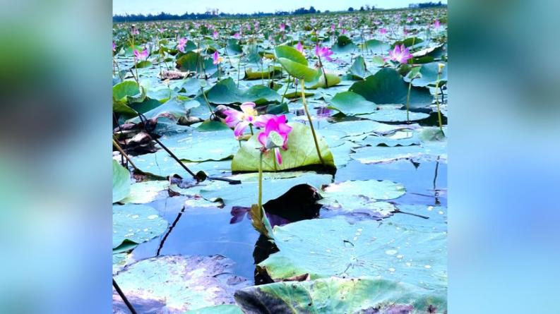 হাজারো পদ্মে অপরূপ সাজ বানিয়াচংয়ের ভবানীপুর