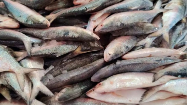 হাতিয়ার একট্রলার৬০ মণ ইলিশ, বিক্রি ২০ লাখ টাকায়