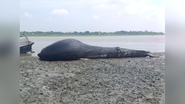 বরগুনায় তালতলীর আন্দারমানিক নদীতে ভেসে এলো ৪০ ফুট লম্বা তিমি