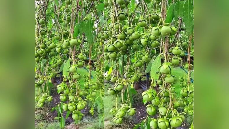 উপকূলে কেওড়ার বাম্পার ফলনে বাড়ছে আয়ের সম্ভাবনা নদীর চর ও লবণাক্ত জমিতে কেওড়া বন, প্রক্রিয়াজাতকরণে নতুন কর্মসংস্থানের আশা