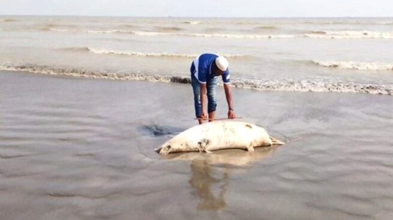 কুয়াকাটা সৈকতে আবারও ভেসে এলো ৬ ফুটের মৃত বটলনোজ ডলফিন