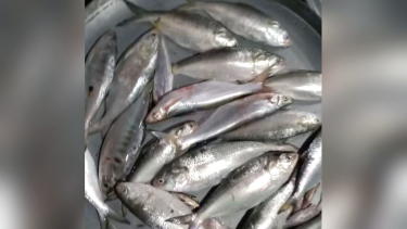 কাউখালীতে ভরা মৌসুমেও সন্ধ্যা-কচা-কালীগঙ্গায় ইলিশের খরা