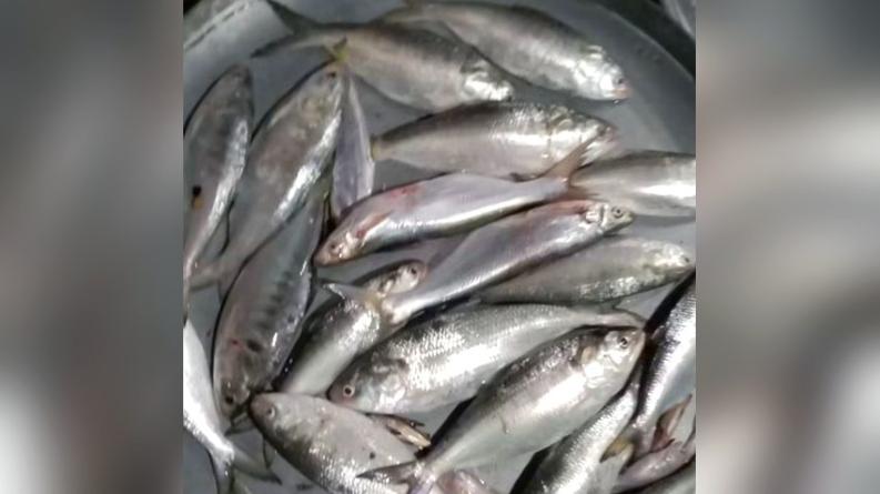 কাউখালীতে ভরা মৌসুমেও সন্ধ্যা-কচা-কালীগঙ্গায় ইলিশের খরা