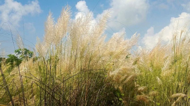 দুমকির কাশবনে দর্শনার্থীদের ভিড়