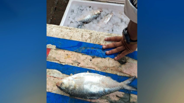 নিষেধাজ্ঞা উপেক্ষা করে চরফ্যাসনে কেজি ১ হাজার টাকায় ইলিশ বিক্রি