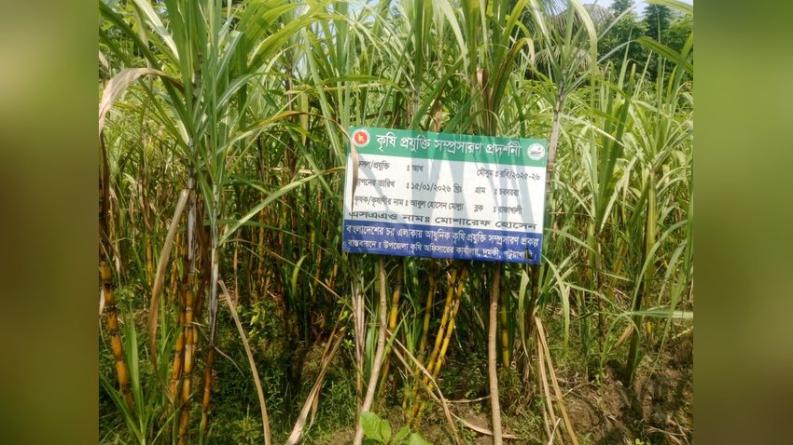 দুমকিতে পরিত্যক্ত জমিতে আখ চাষে লাভের আশা কৃষকের