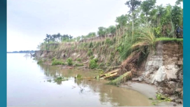 ভেড়ামারায় দুই মাসে পদ্মার ভাঙনে বিলীন ৫০০ বিঘা জমি