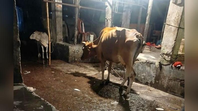 বাউফলে অসুস্থ গরু জবাই করে মাংস বিক্রির অভিযোগ