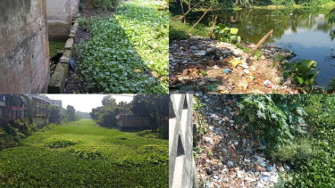 কুষ্টিয়ায় দখল-দূষণে বিপন্ন ঐতিহ্যবাহী হিসনা নদী, কমছে নাব্যতা