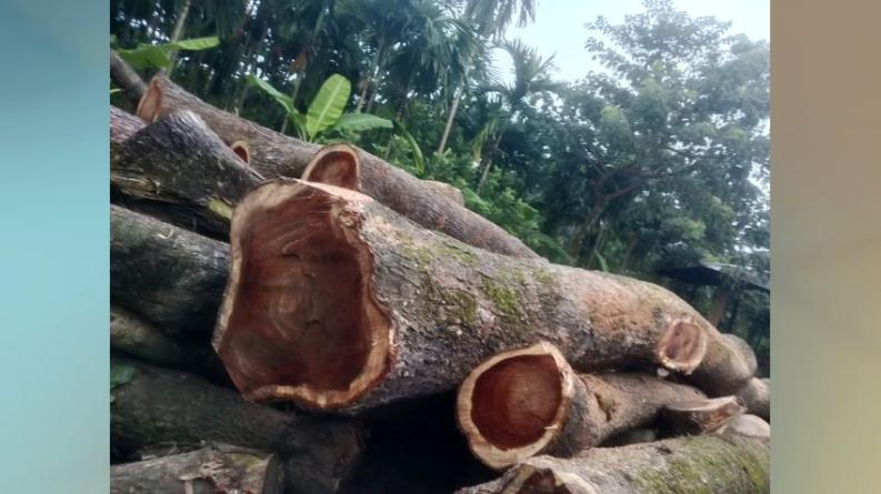 লালমোহনে ৫০ লাখ টাকার গাছ কাটার অভিযোগ, দরপত্রের আগেই উধাও শত শত গাছ