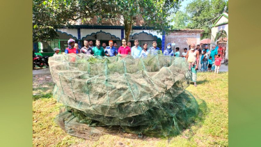ভেড়ামারায় ২ লাখ ৮২ হাজার টাকার নিষিদ্ধ চায়না দুয়ারি জাল ধ্বংস