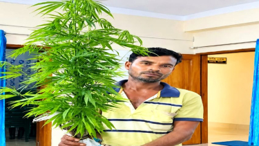 কয়রায় মাছের ঘেরের পাড়ে গাঁজা চাষ, চার গাছসহ আটক ১