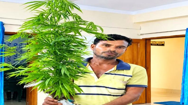 কয়রায় মাছের ঘেরের পাড়ে গাঁজা চাষ, চার গাছসহ আটক ১