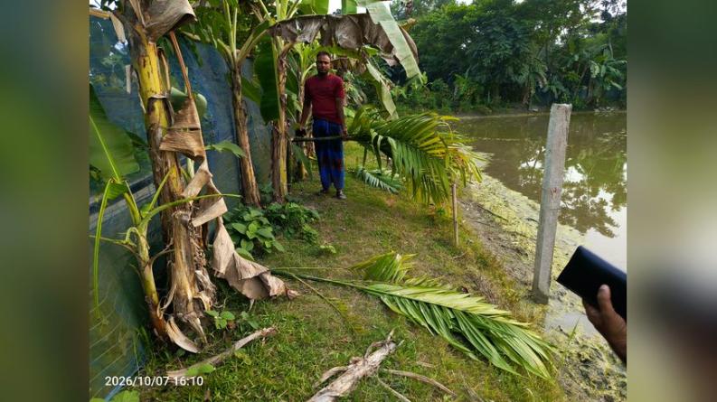 তারাকান্দায় পূর্ববিরোধে ৮ সুপারি গাছ কাটার অভিযোগ, মর্টার চুরি