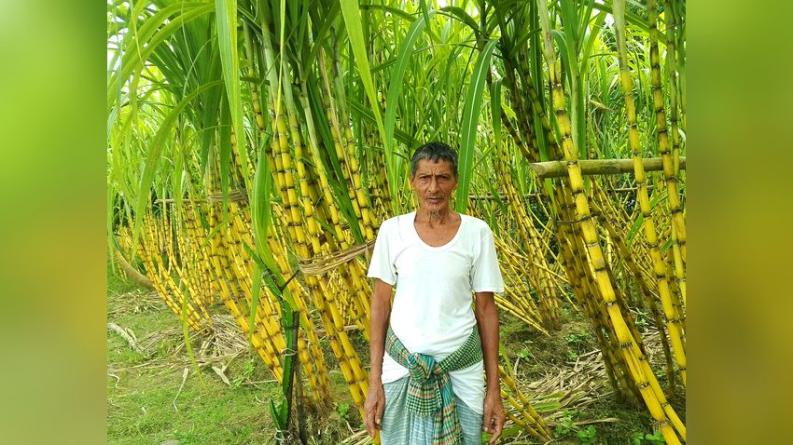দুমকিতে পরিত্যক্ত জমিতে আখ চাষে লাভের আশা কৃষকের