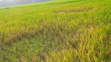 উলিপুরে রোপা আমনে মিলিবাগের আক্রমণ, ক্ষতির আশঙ্কায় কৃষক