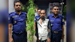 বাউফলে বসতঘরের পেছনে গাঁজা চাষ, ৩ গাছসহ আটক ১