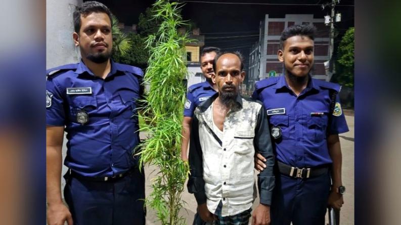 বাউফলে বসতঘরের পেছনে গাঁজা চাষ, ৩ গাছসহ আটক ১