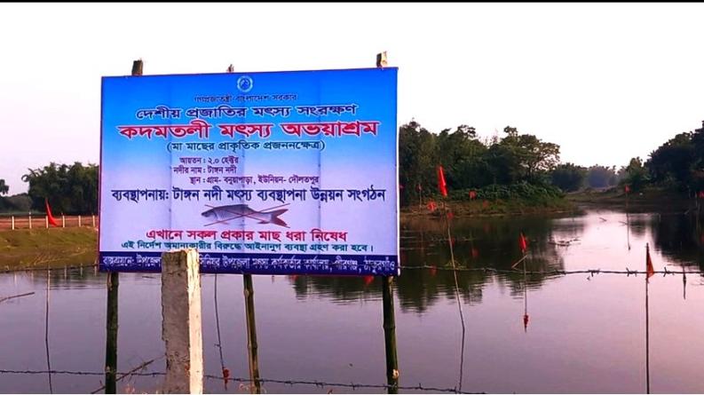 পানির অভাবে বিপর্যস্ত পীরগঞ্জের কদমতলী মৎস্য অভয়াশ্রম, ঝুঁকিতে হাজারো মা মাছ
